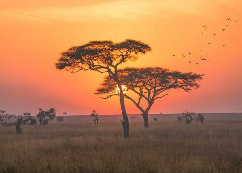 African wildlife safari